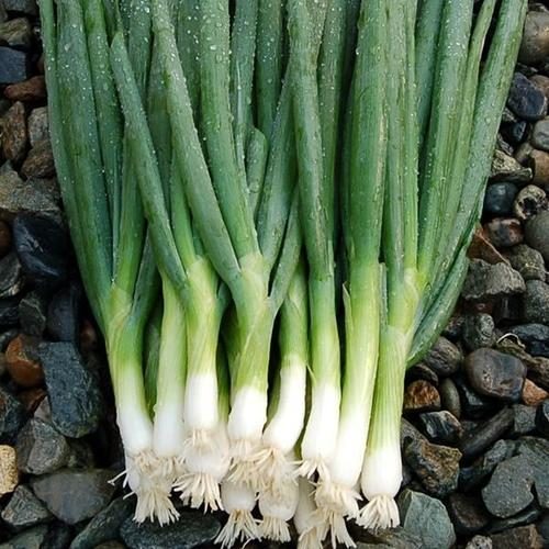 High Mowing Seed Co. Parade Bunching Onion Seeds